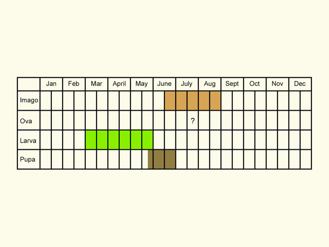  Life stages table Copyright Martin Evans 