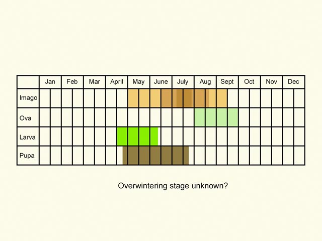  Life stages table Copyright Martin Evans 