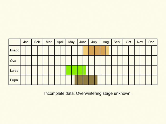  Life stages table Copyright Martin Evans 