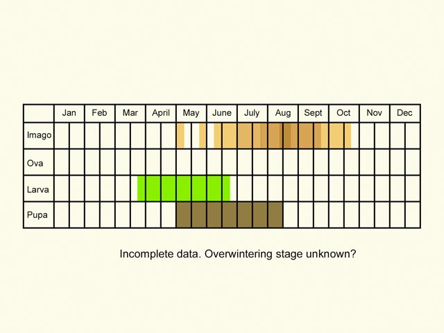  Life stages table Copyright Martin Evans 