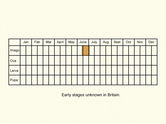  Life stages table Copyright Martin Evans 