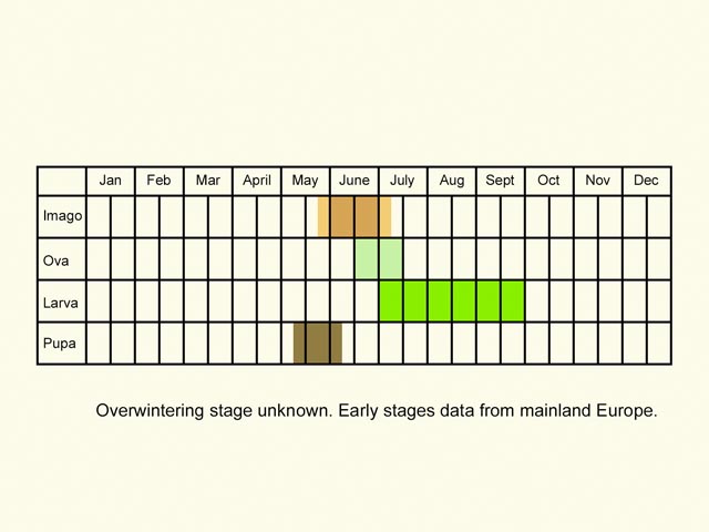  Life stages table Copyright Martin Evans 