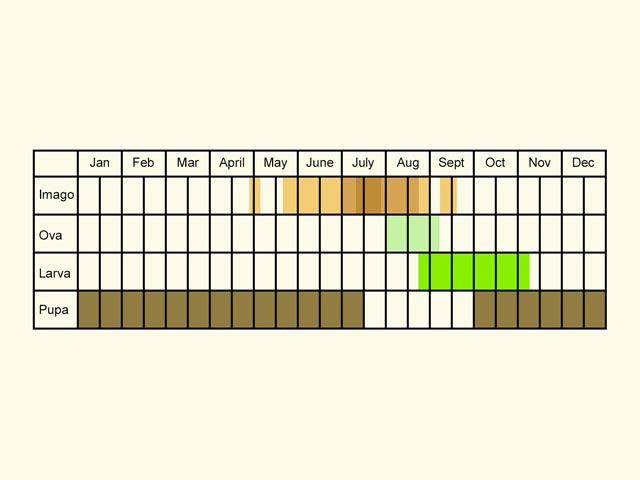  Life stages table Copyright Martin Evans 