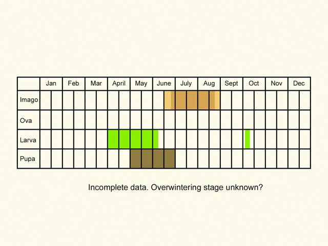  Life stages table Copyright Martin Evans 