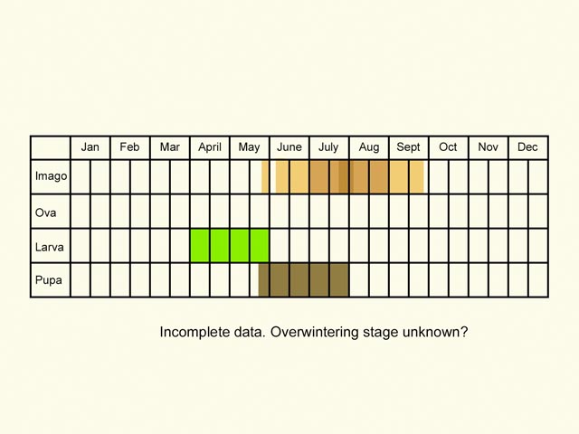  Life stages table Copyright Martin Evans 