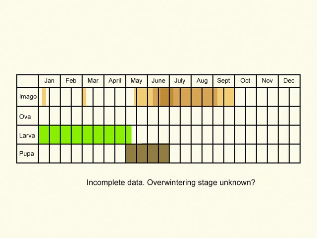  Life stages table Copyright Martin Evans 