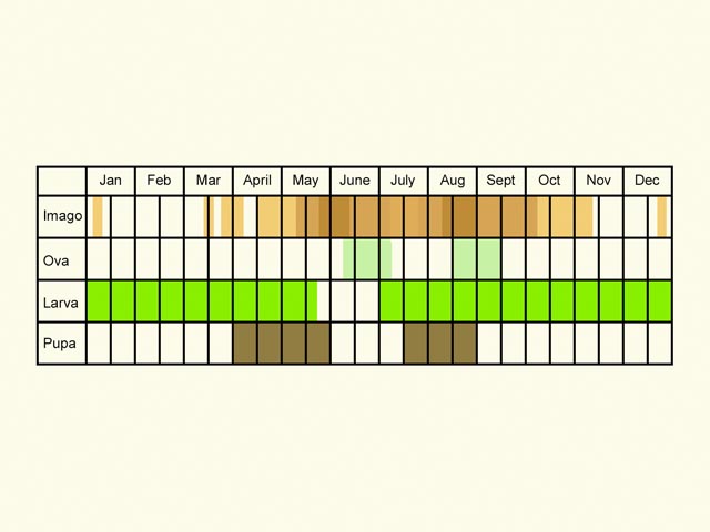  Life stages table Copyright Martin Evans 