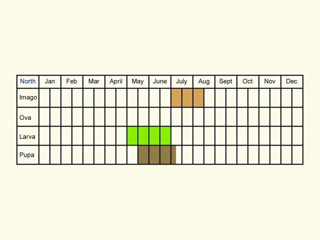  Life stages table north Copyright Martin Evans 