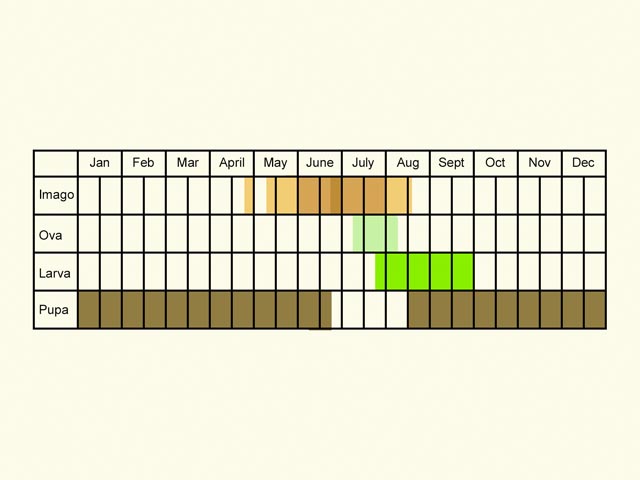  Life stages table Copyright Martin Evans 