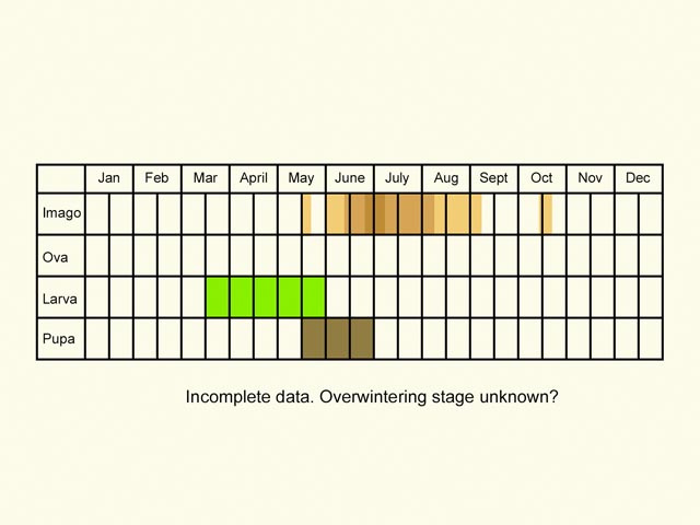  Life stages table Copyright Martin Evans 