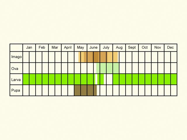  Life stages table Copyright Martin Evans 