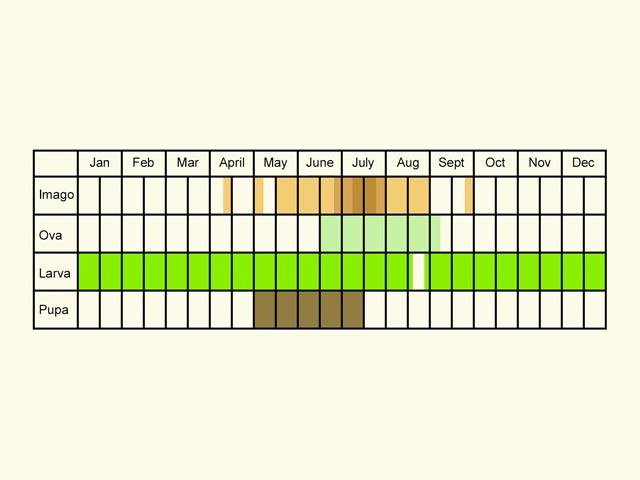  Life stages table Copyright Martin Evans 