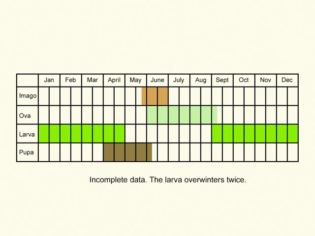  Life stages table Copyright Martin Evans 