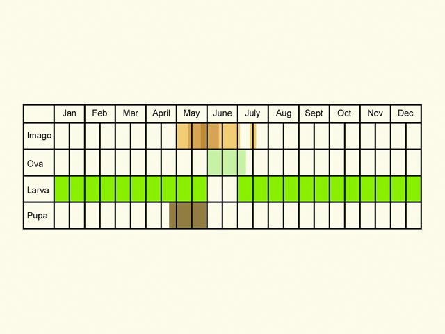  Life stages table Copyright Martin Evans 