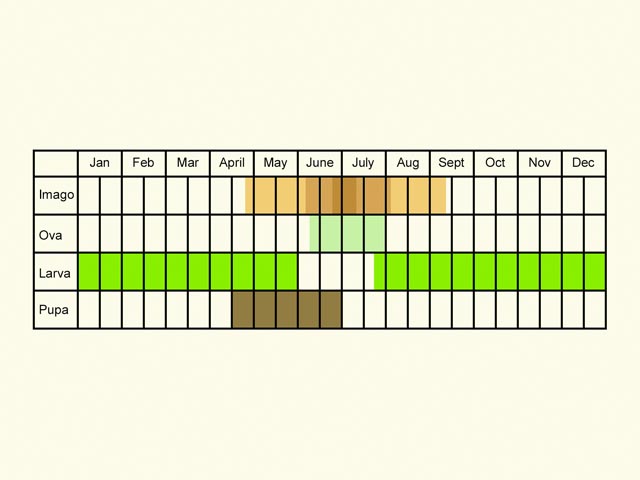  Life stages table Copyright Martin Evans 