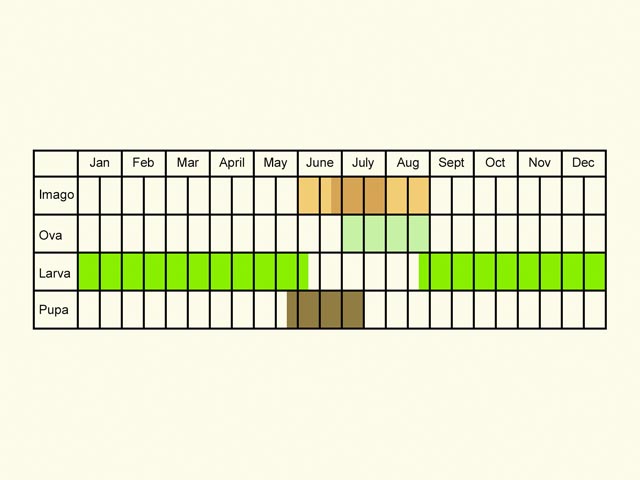  Life stages table Copyright Martin Evans 