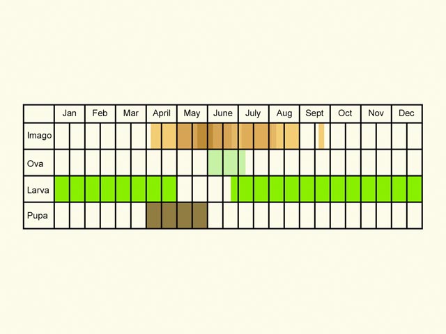  Life stages table Copyright Martin Evans 