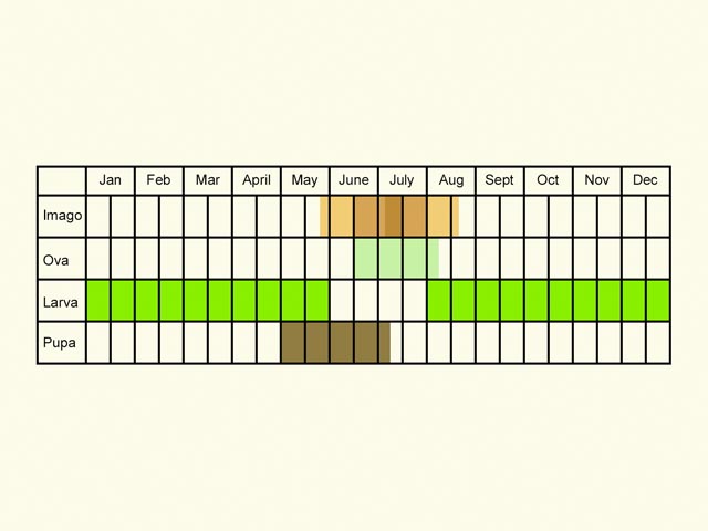  Life stages table Copyright Martin Evans 