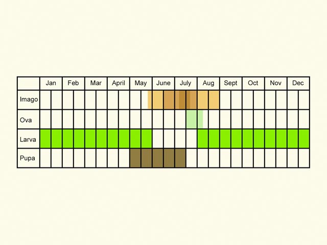  Life stages table Copyright Martin Evans 