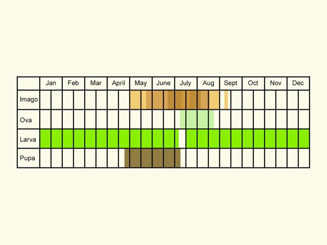  Life stages table Copyright Martin Evans 