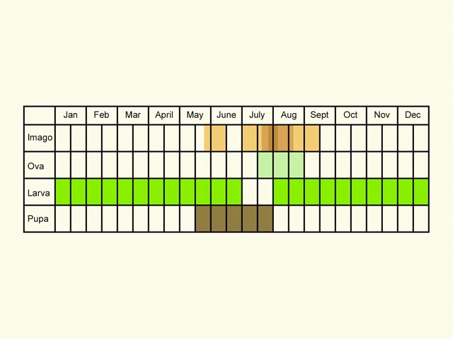  Life stages table Copyright Martin Evans 