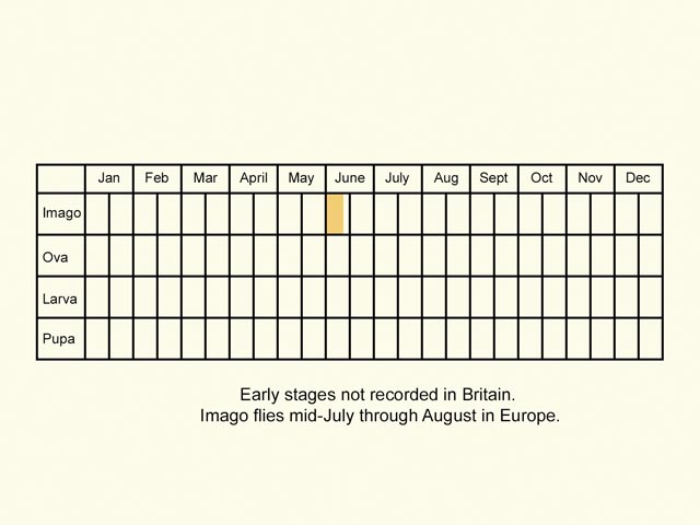  Life stages table Copyright Martin Evans 