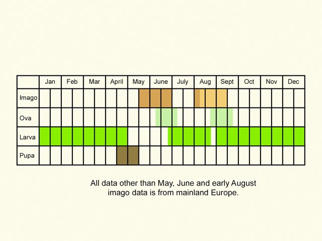  Life stages table Copyright Martin Evans 