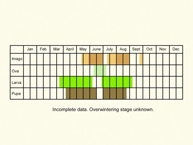  Life stages table Copyright Martin Evans 