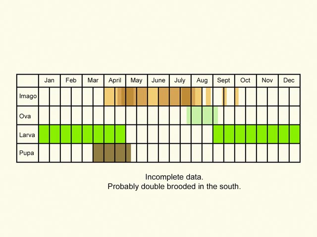  Life stages table Copyright Martin Evans 