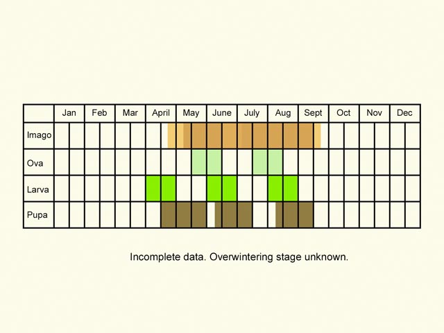  Life stages table Copyright Martin Evans 