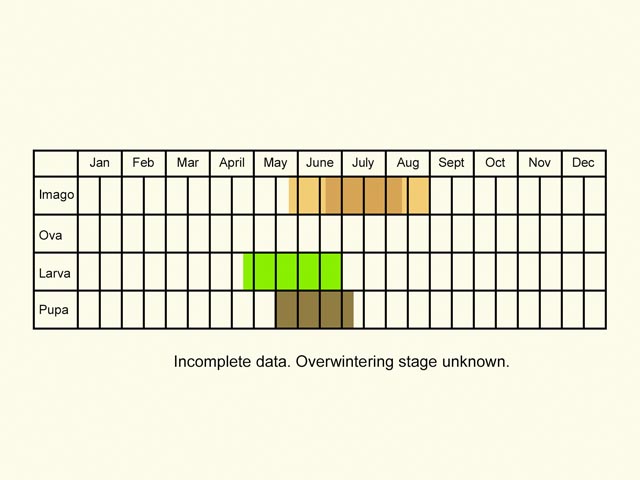  Life stages table Copyright Martin Evans 