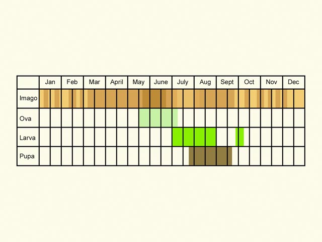  Life stages table Copyright Martin Evans 