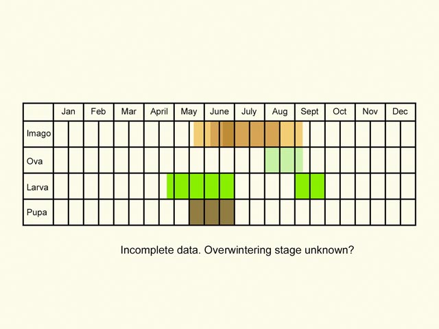  Life stages table Copyright Martin Evans 