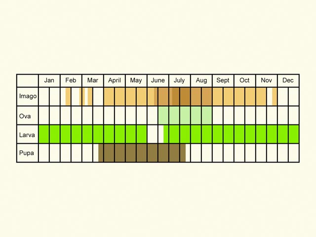  Life stages table Copyright Martin Evans 