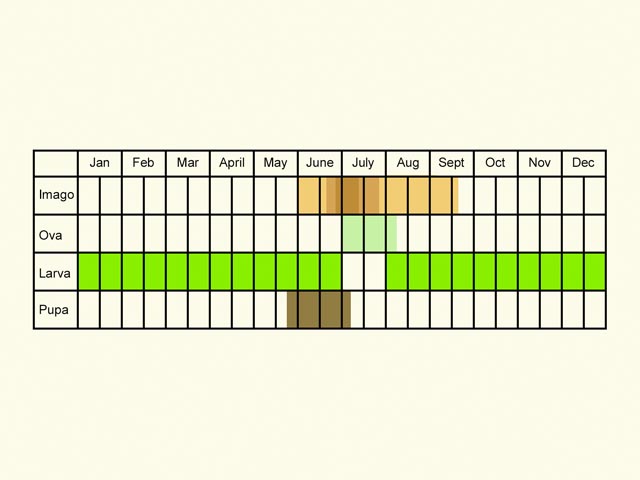  Life stages table Copyright Martin Evans 