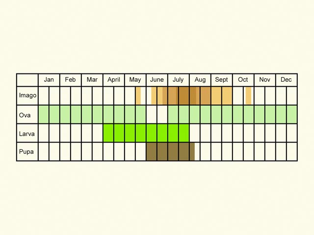  Life stages table Copyright Martin Evans 