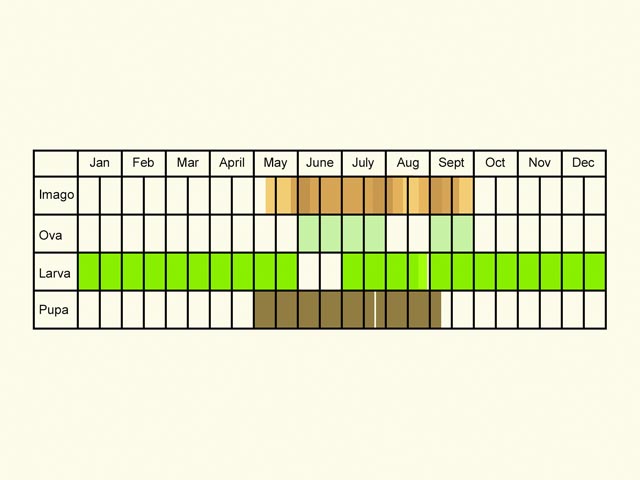  Life stages table Copyright Martin Evans 