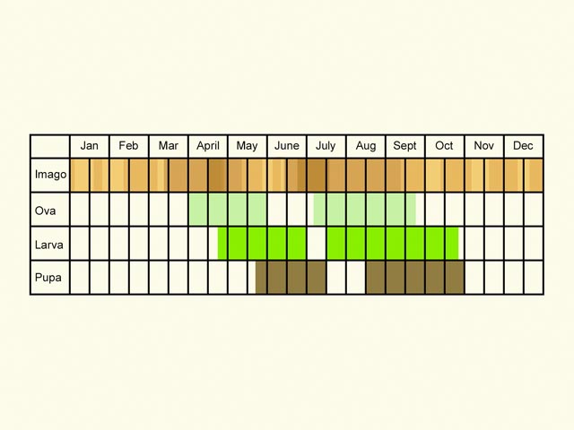  Life stages table Copyright Martin Evans 