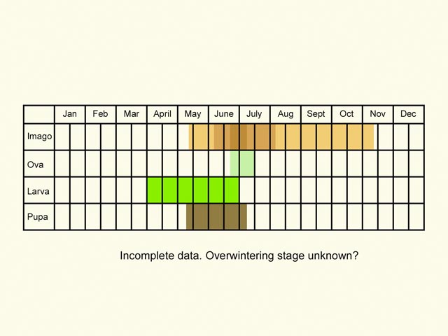  Life stages table Copyright Martin Evans 