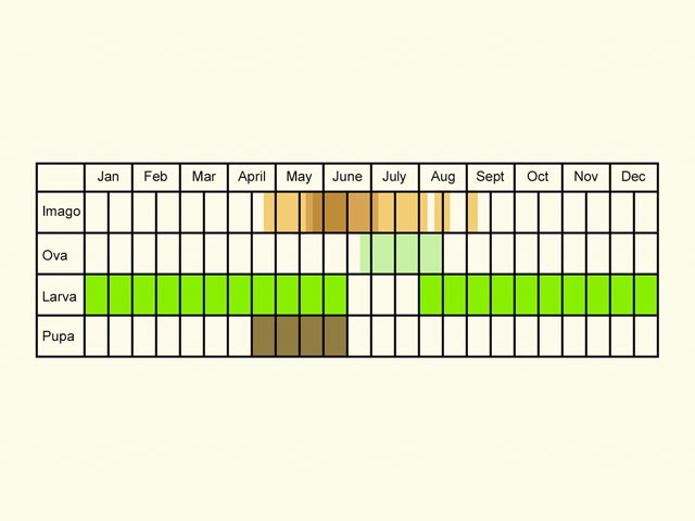  Life stages table Copyright Martin Evans 