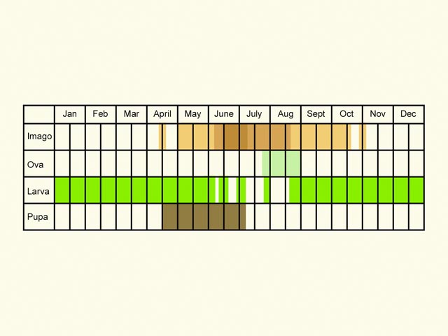  Life stages table Copyright Martin Evans 