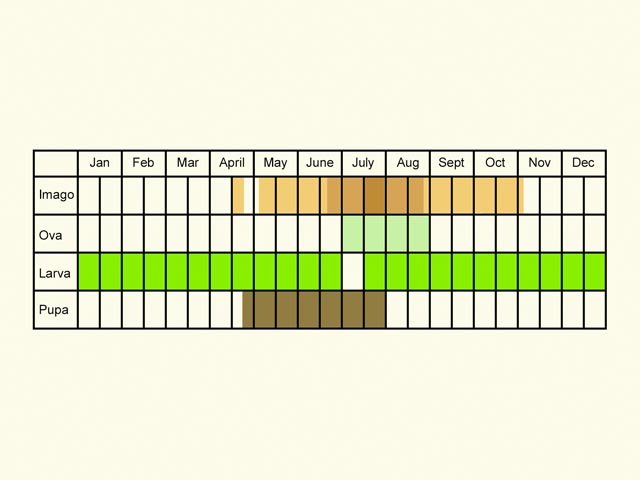  Life stages table Copyright Martin Evans 