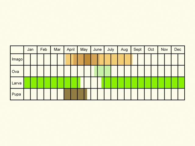  Life stages table Copyright Martin Evans 