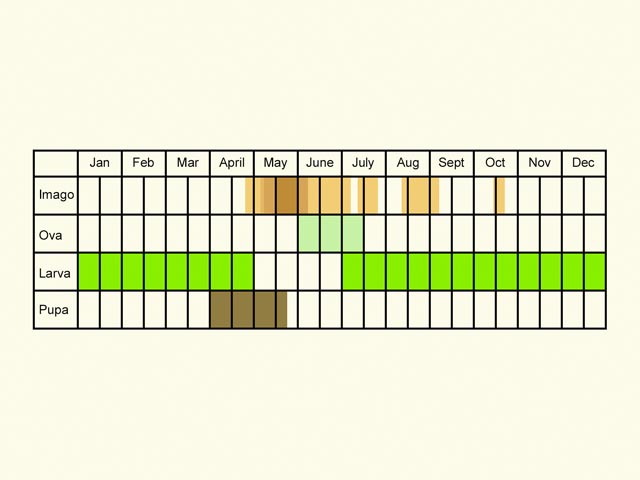  Life stages table Copyright Martin Evans 