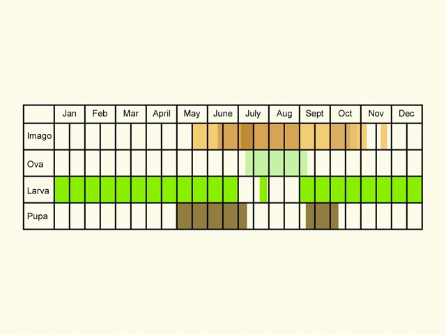  Life stages table Copyright Martin Evans 