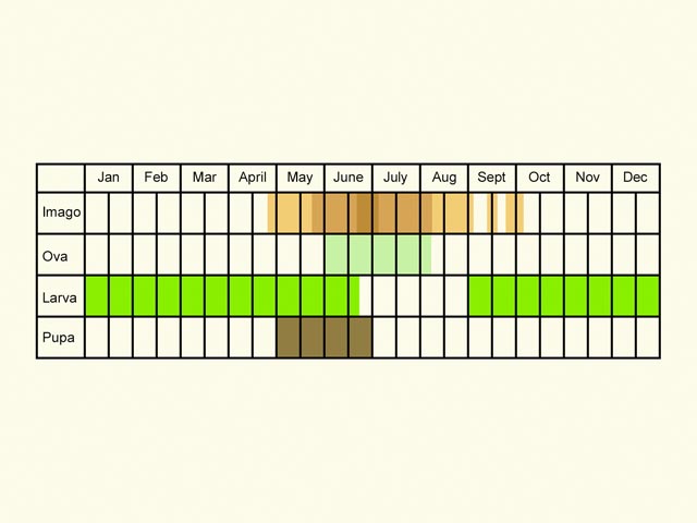  Life stages table Copyright Martin Evans 