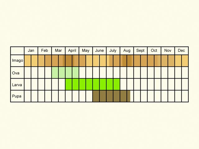  Life stages table Copyright Martin Evans 