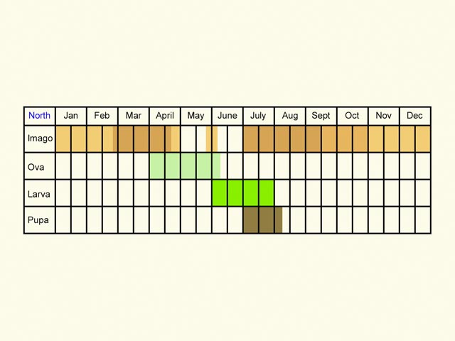  Life stages table north Copyright Martin Evans 