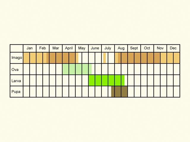  Life stages table Copyright Martin Evans 