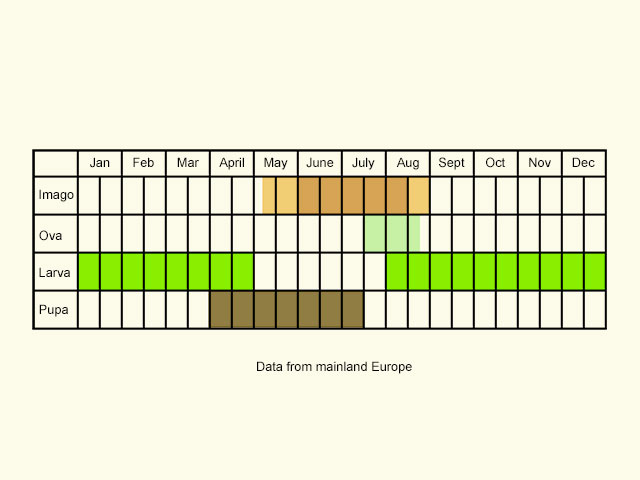  Life stages table Copyright Martin Evans 